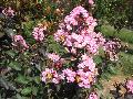 Rhapsody In Pink Crape Myrtle / Lagerstroemia indica 